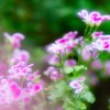 路傍の花・・・・