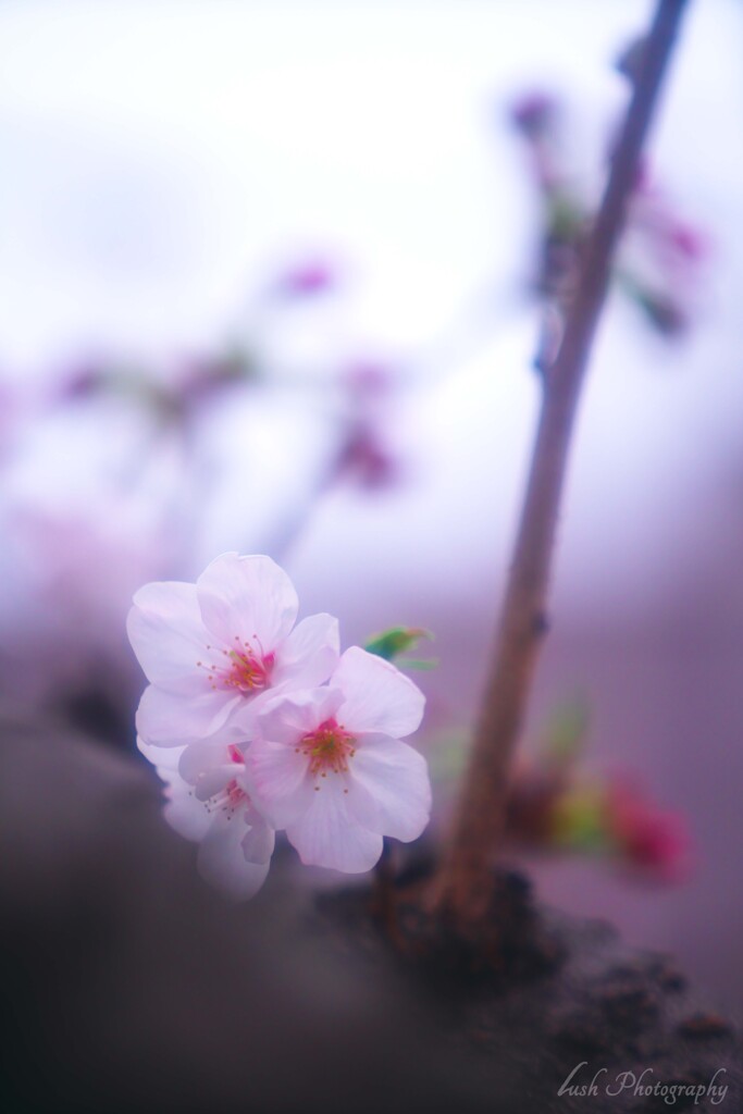 桜・・・