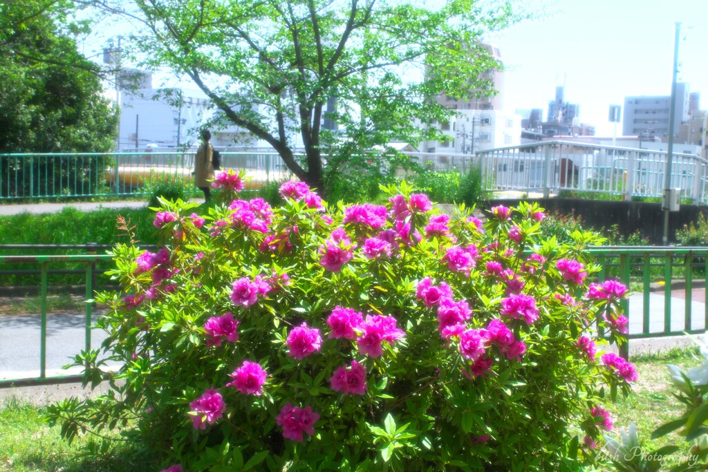 路傍の花・・・・