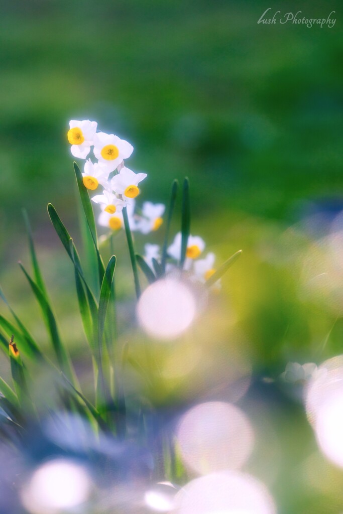 水仙の花・・・