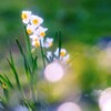 水仙の花・・・