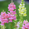 路傍の花・・・・