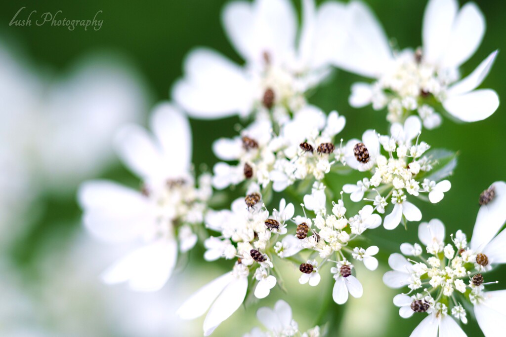 路傍の花・・・・