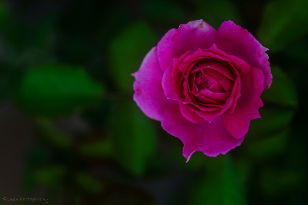 薔薇・・・・