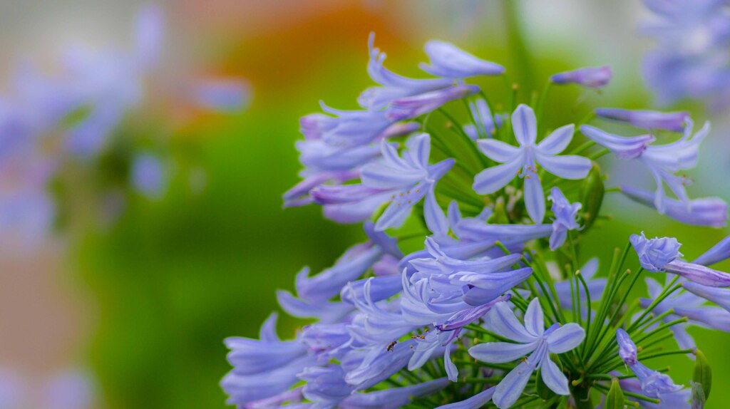 路傍の花・・・