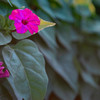 路傍の花