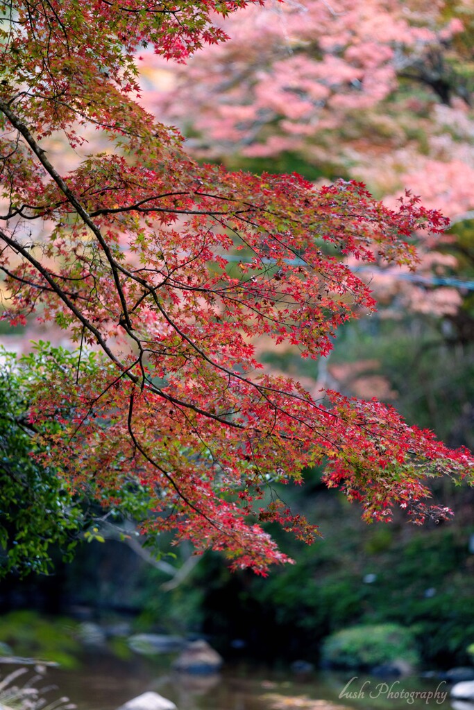 岩屋堂公園の秋・・・