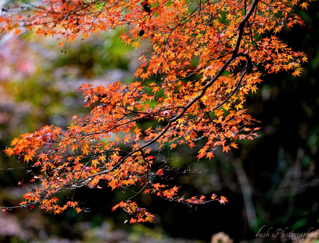 岩屋堂公園の秋・・・