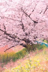 桜・・・・