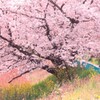 桜・・・・