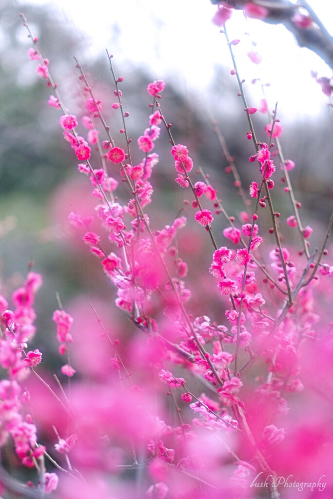 紅梅・・・