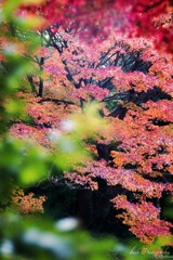 秋葉山平針御嶽講社 紅葉