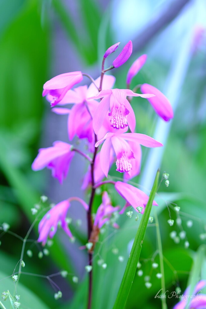 路傍の花・・・・