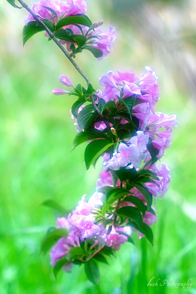 路傍の花・・・・