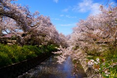 五条川の桜・・・
