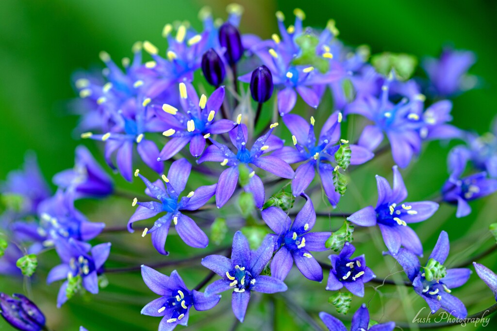 路傍の花・・・