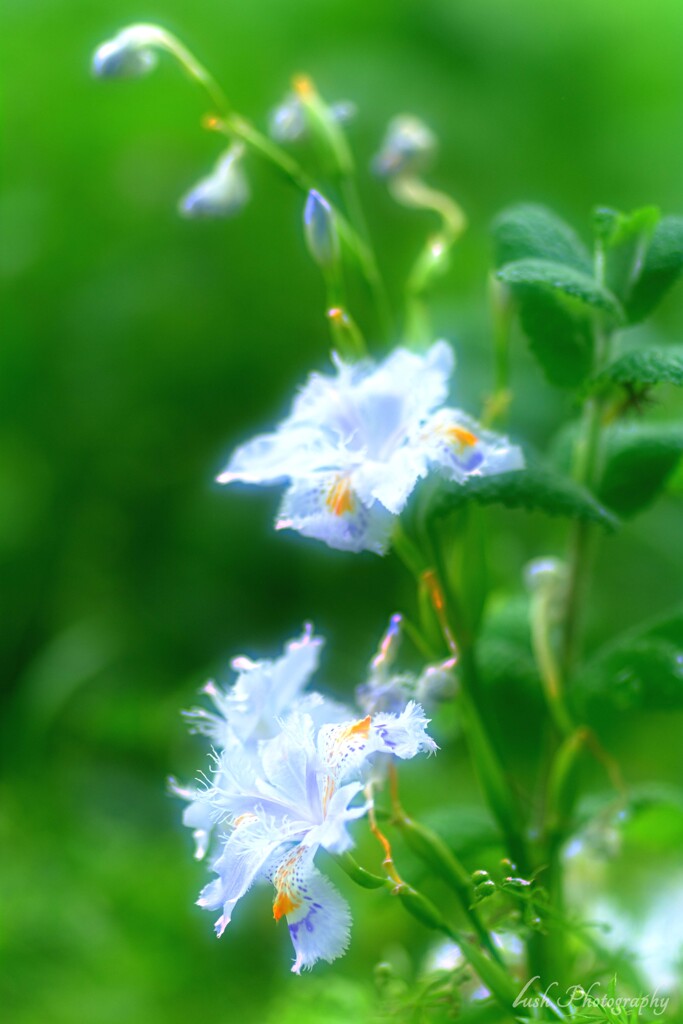 路傍の花・・・・