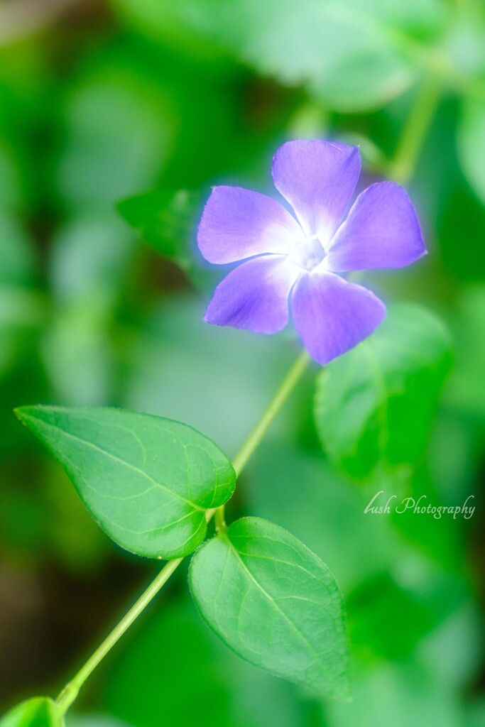 路傍の花・・・・