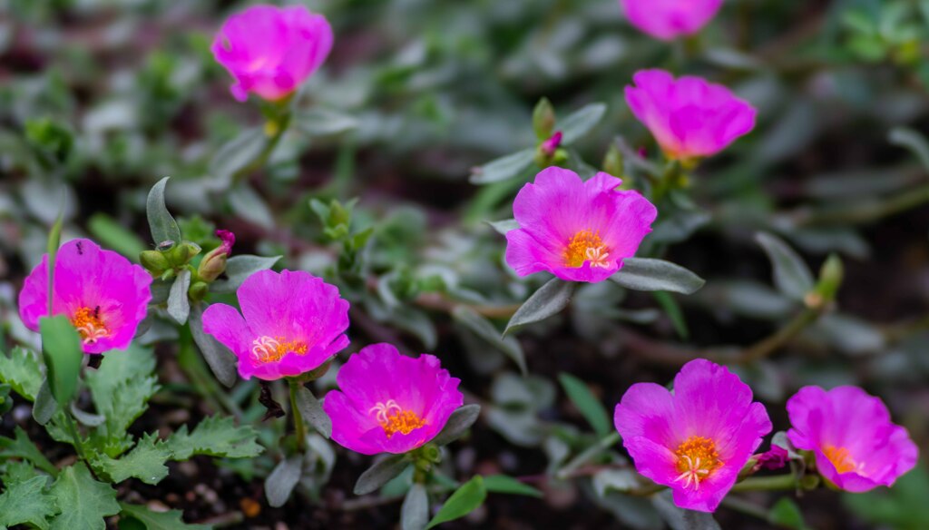 路傍の花・・・