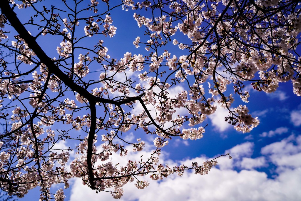 sakura