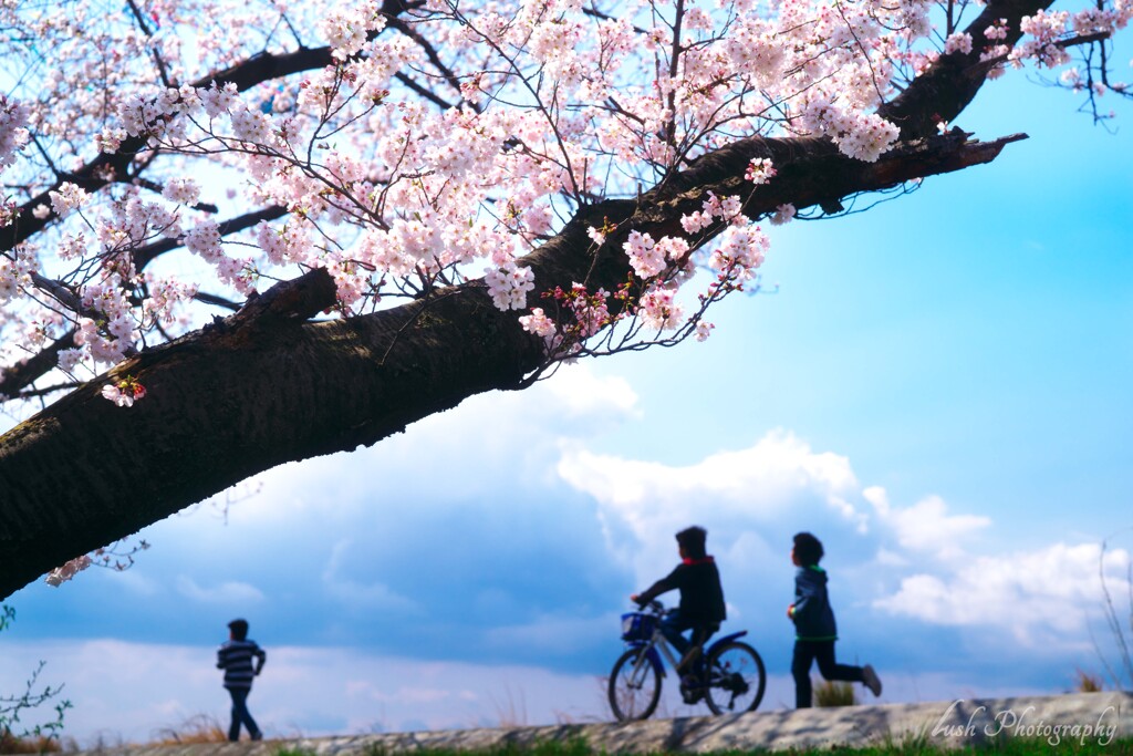 桜・・・・
