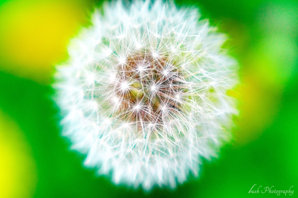 路傍の花・・・・