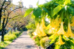 路傍の花・・・