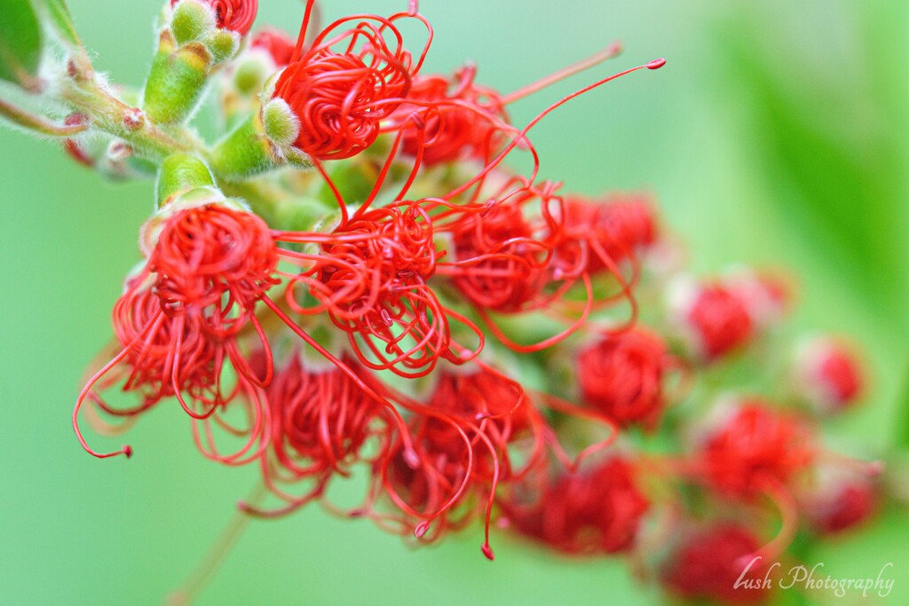 路傍の花・・・・