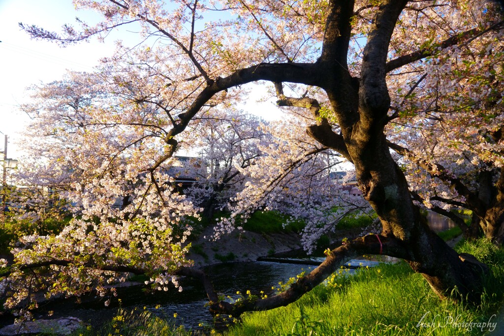 今年もありがとう。桜くん・・・