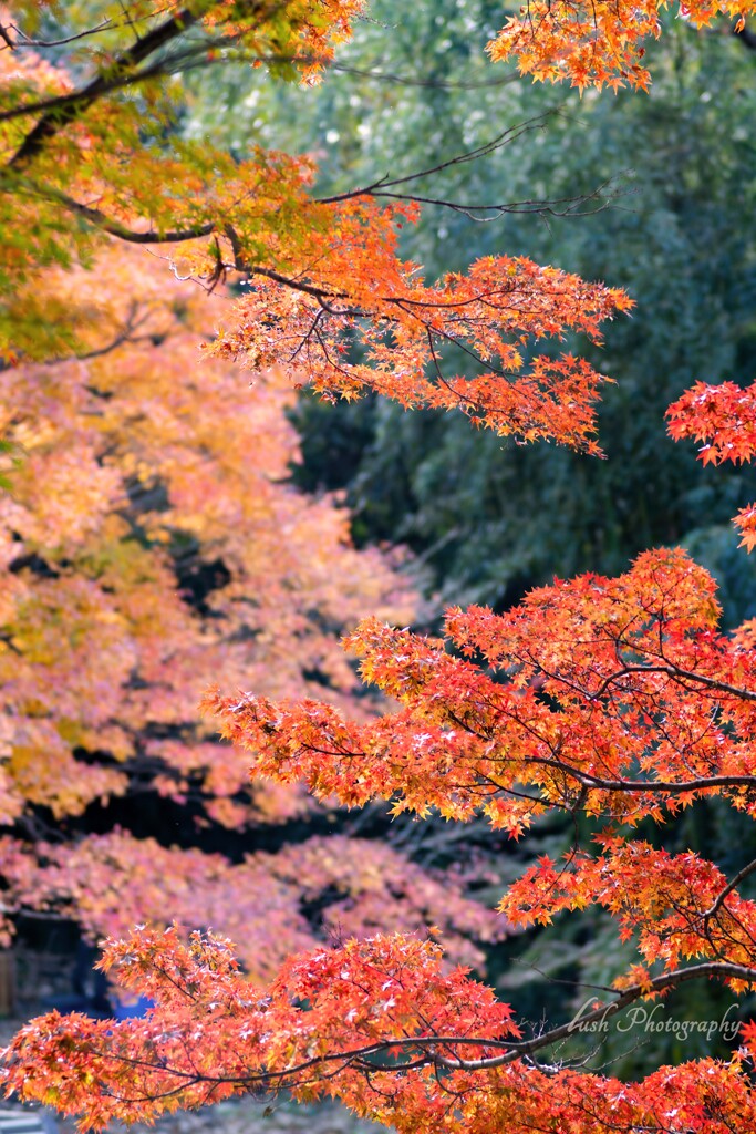 秋葉山平針御嶽講社 紅葉