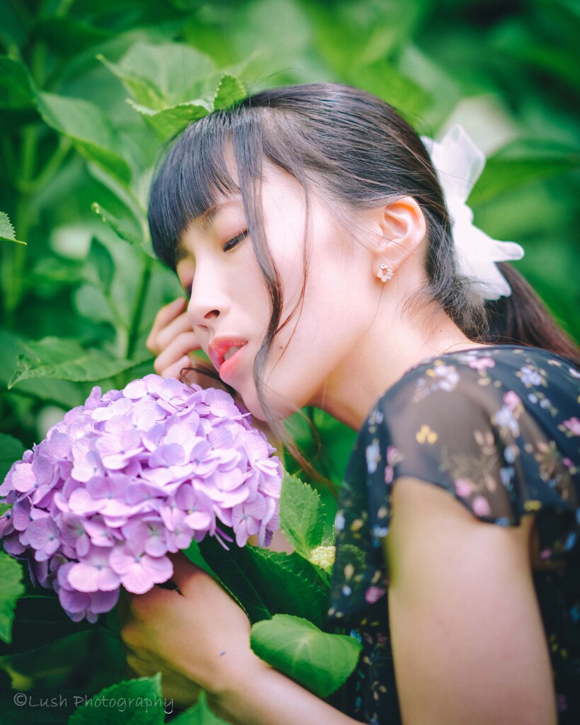 紫陽花ポートレート