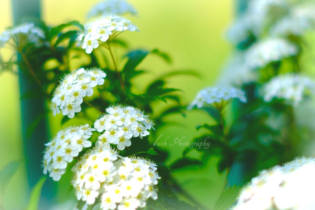 路傍の花・・・・