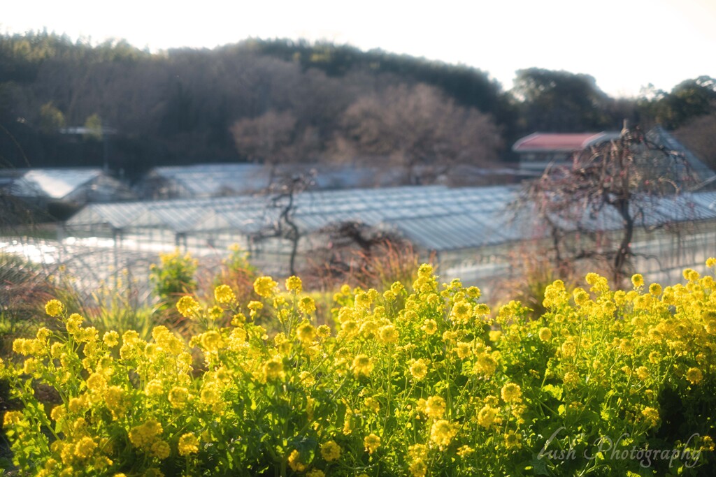 菜の花畑・・・