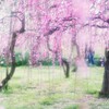 夢の梅林・・・