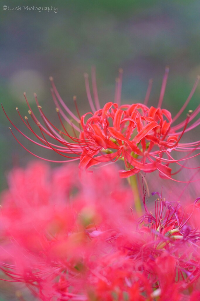 曼珠沙華・・・・