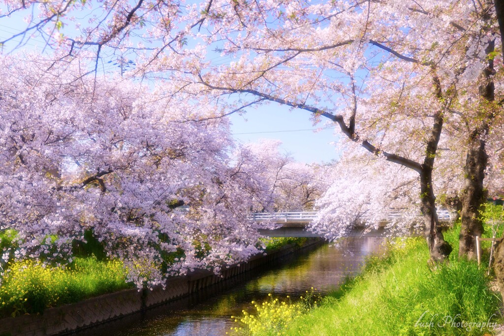 桜・・・・