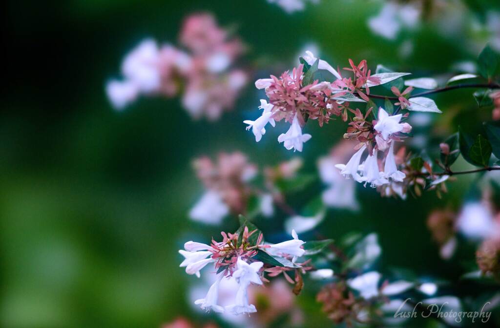 路傍の花・・・