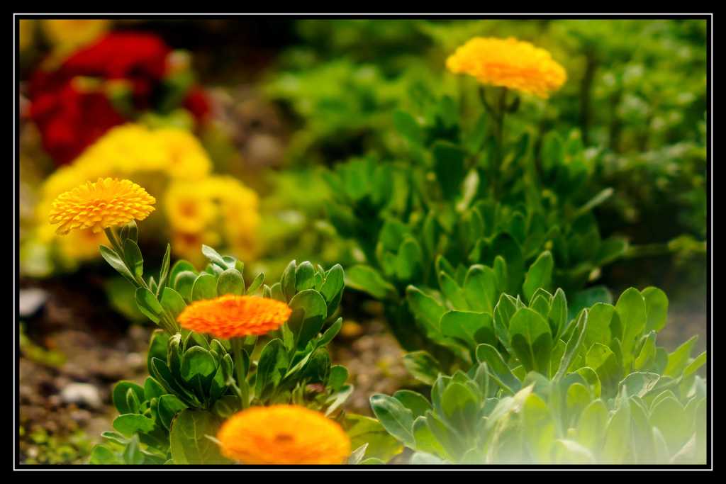 路傍の花