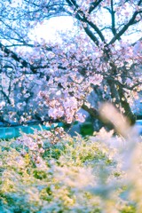 桜・・・・