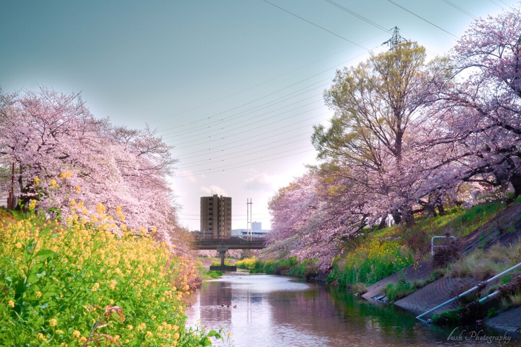 桜・・・・