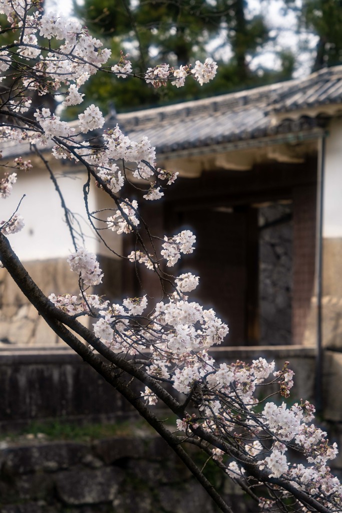 本日の開花状況