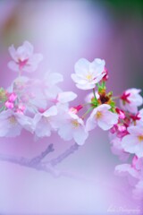 桜・・・