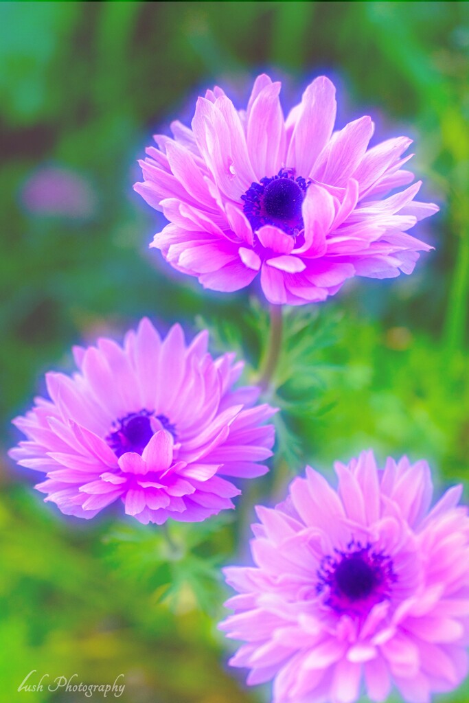 路傍の花・・・・