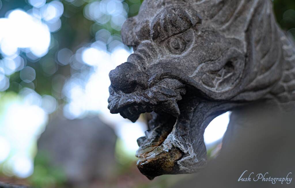 島田神社の龍