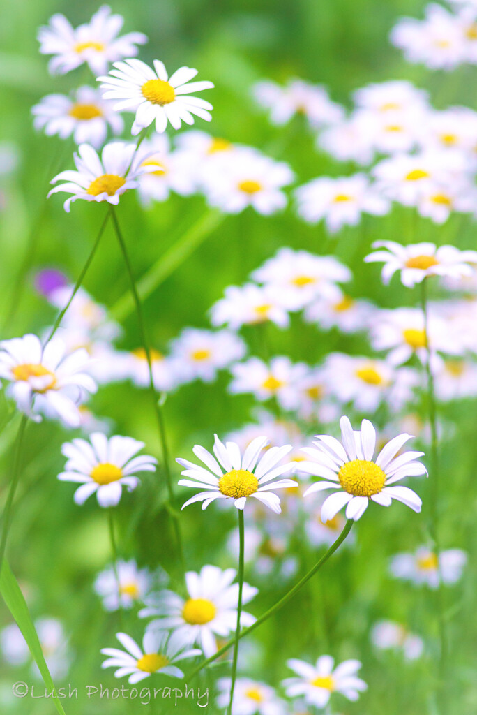 雛菊・・