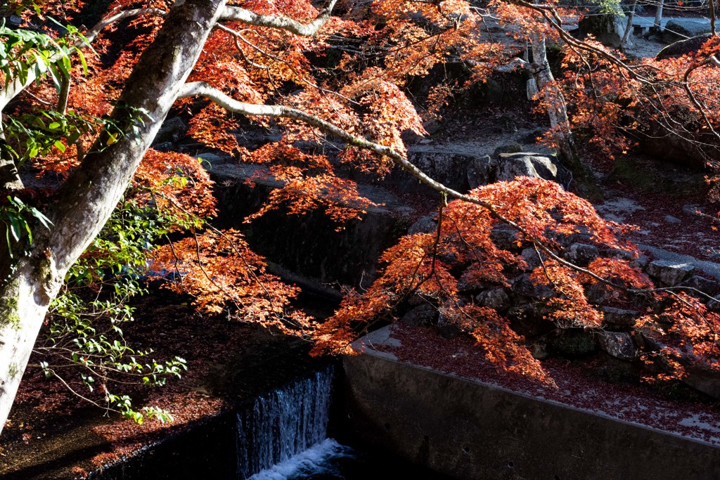 岩屋堂公園の秋色