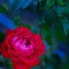 薔薇・・・・