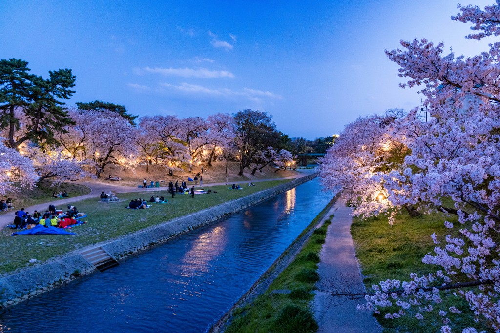 岡崎公園の桜