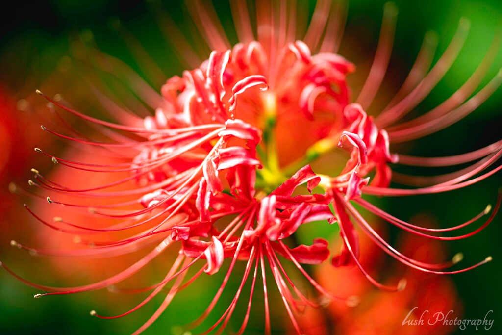 曼殊沙華・・