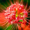 曼殊沙華・・